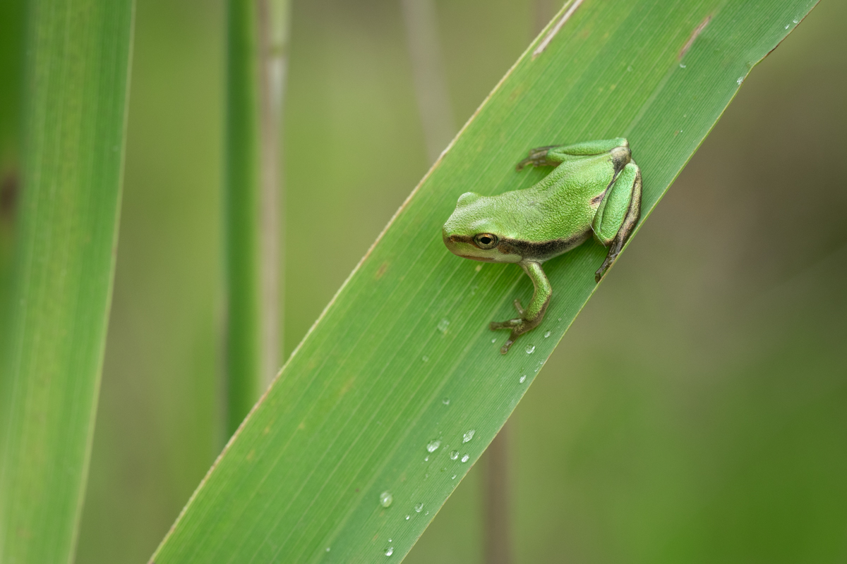 Zabawa w chowanego, czyli w rzekotkowym raju