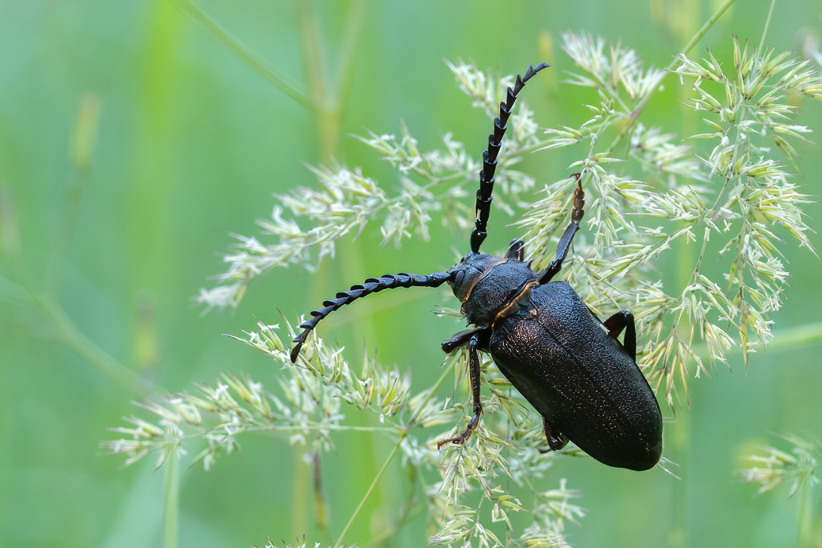 Dyląż garbarz – okazały mieszkaniec naszych lasów
