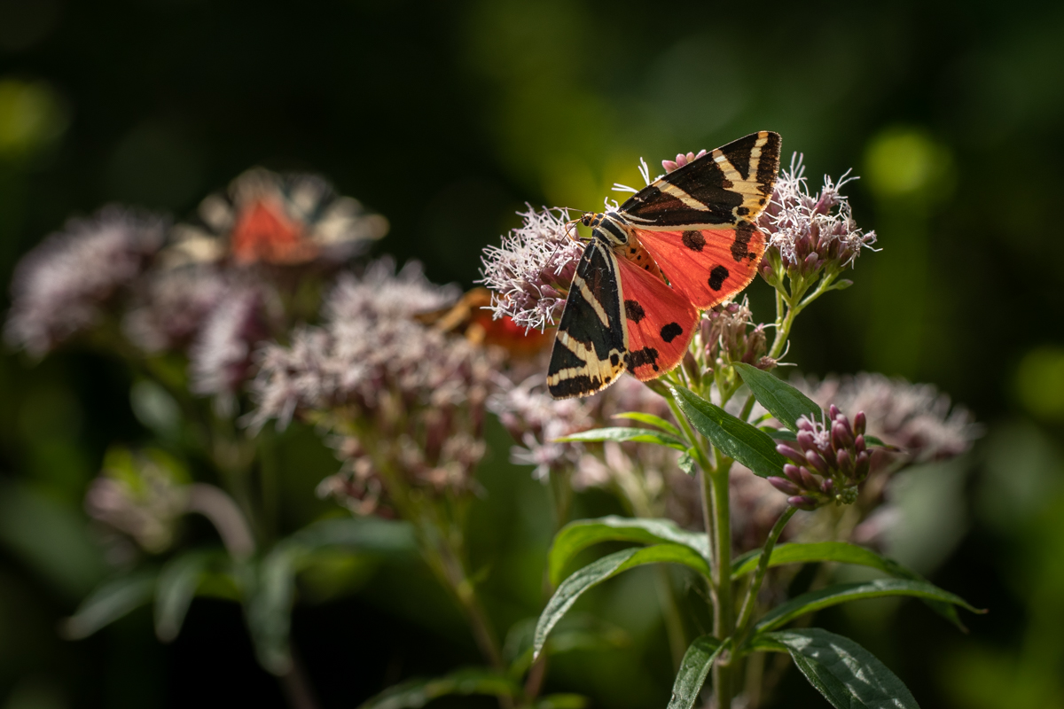 Krasopani hera – prawdziwy klejnot wśród motyli